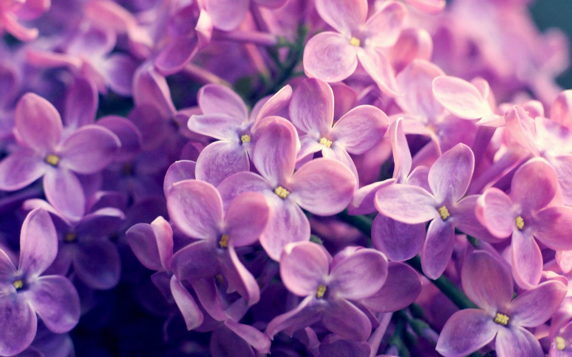 世界射击锦标赛：中国射手夺金再现精确制胜，射击世锦赛冠军